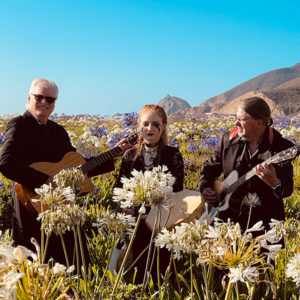 Holler Folk Band in a field of flowers